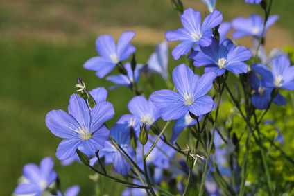 Leingewächs, linum for alternative medicine
